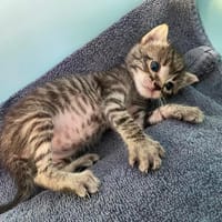 PRALINE, chatte à adopter