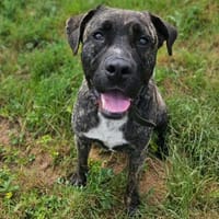 ULYSSE, chien à adopter
