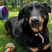 Naya, chienne à adopter