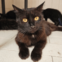 DUCHESSE MOUSTACHE HAB17656, chatte à adopter