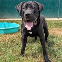 PLUTOT, chien à adopter