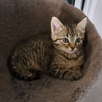 Gymli, chat à adopter
