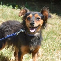 FILOU CHAO, chien à adopter