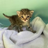 PAVLOVA, chatte à adopter