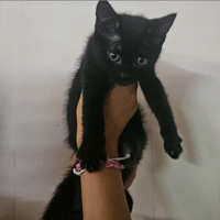 A_nommer, chat à adopter