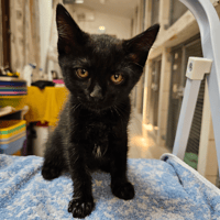 PRINCESSE GRIFFE HAB17658, chatte à adopter