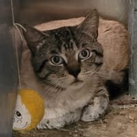 CASSIUS, chat à adopter