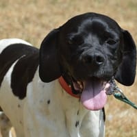 RAFAL CHAO, chien à adopter