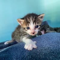 PECAN, chat à adopter