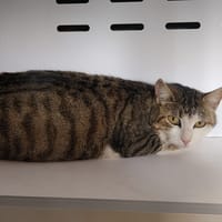 Valentine, chatte à adopter