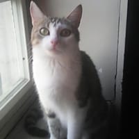Valentine, chatte à adopter