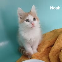 NOAH, chat à adopter