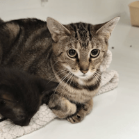 violette, chatte à adopter