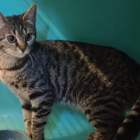 RACHEL, chatte à adopter