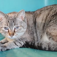 SMITTY, chat à adopter