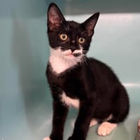 ZGLOUFIMEL, chat à adopter