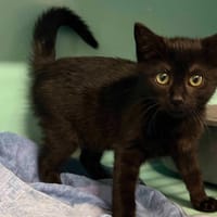 KLOTARD, chat à adopter