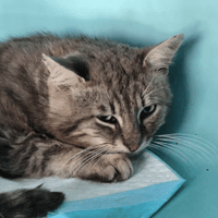 SEELEY, chat à adopter