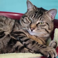 ZYAD, chat à adopter