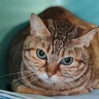 CHARLENE, chatte à adopter