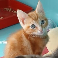 CHARLIE, chat à adopter