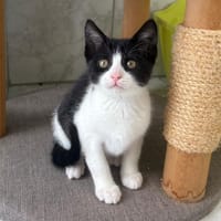 BROOKLYN, chatte à adopter