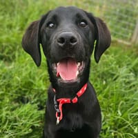 ATLAS, chien à adopter