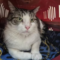 LEON QCT, chat à adopter