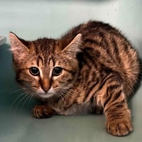 KLOTILDA, chatte à adopter
