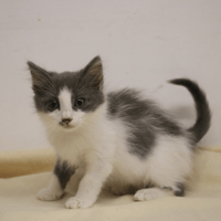 MIUMIU HAB17582, chatte à adopter