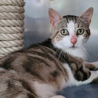 OUITI, chat à adopter