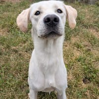 SUNNY, chien à adopter