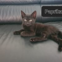 Paprika, chat à adopter