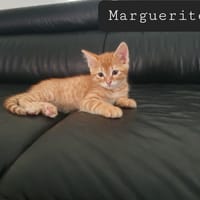 Margueritte, chatte à adopter