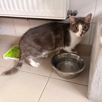 IGUZKI, chat à adopter