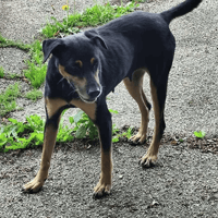 patty, chienne à adopter