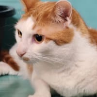 ACE, chat à adopter