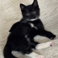 FIONA, chatte à adopter