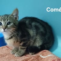 Cométe, chatte à adopter