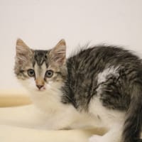MISTIGRI HAB17581, chatte à adopter