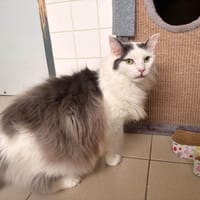 IZUBA, chat à adopter