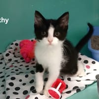 Bethy, chatte à adopter