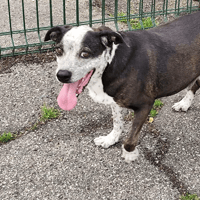 Black jack, chien à adopter