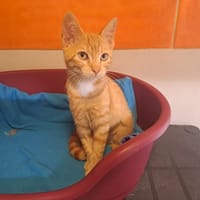 PIXIE, chatte à adopter