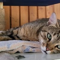 CIMBO, chat à adopter