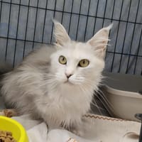 ATHENA, chatte à adopter
