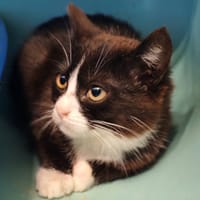 AZURA, chatte à adopter