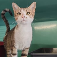 GEOSMINE, chatte à adopter