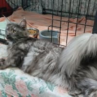 APOLLINE, chatte à adopter