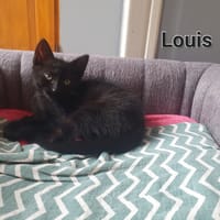 Louis, chat à adopter
